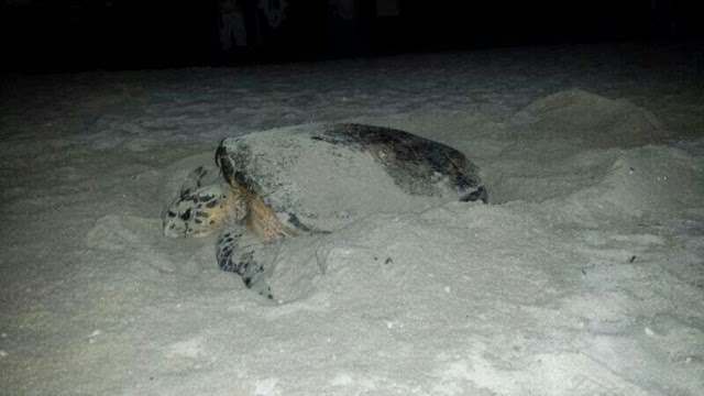 Vacacionistas presencian desove de tortuga carey en la playa