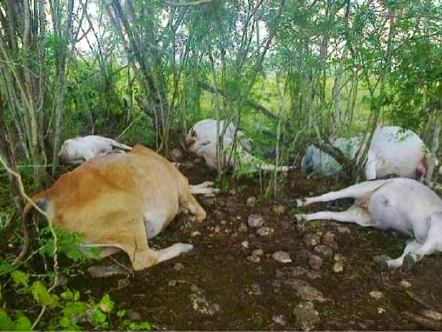 Un rayo mata nueve vacas en un rancho de Yucatán