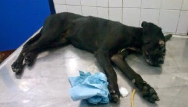 Violan a un perro e intentan sacarle los ojos en Yucatán