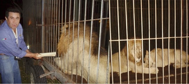 Rescatan en Yucatán dos leones que abandonó un circo