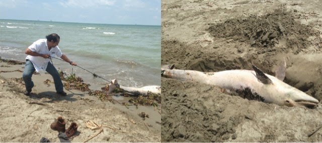 Encuentran un delfín muerto en playas de Tabasco
