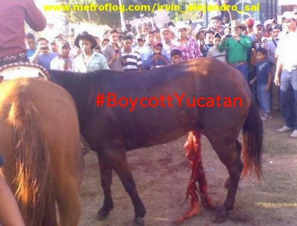 #BoycottYucatán, nueva campaña cibernética contra los torneos de lazo