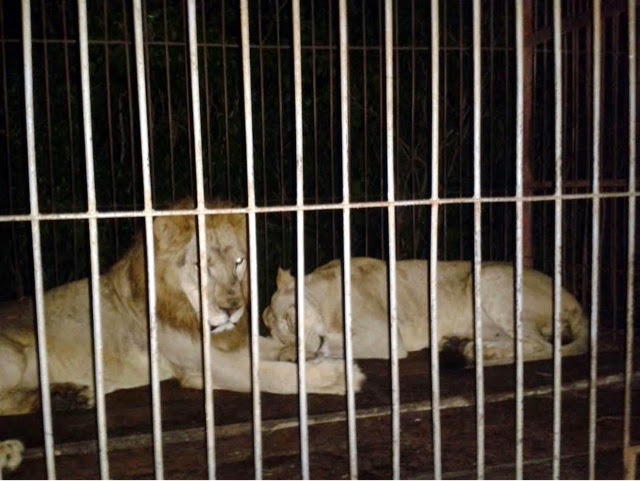 Un hambriento león de circo causa alarma en ranchos de Yucatán