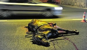 Caballo desbocado ocasiona accidente en carretera
