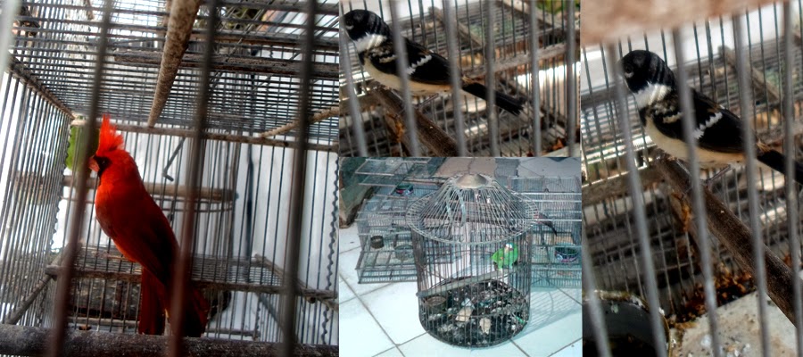 Decomisan aves canoras y de ornato que se vendían en Mérida