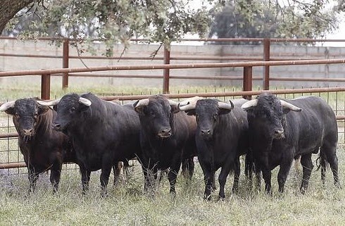 Veterinario vacuna y 'vacuna' toros de lidia de un rancho