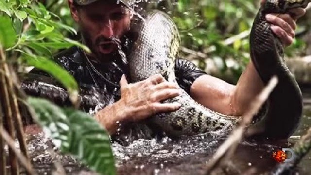 Hombre será comido en vivo por una anaconda gigante