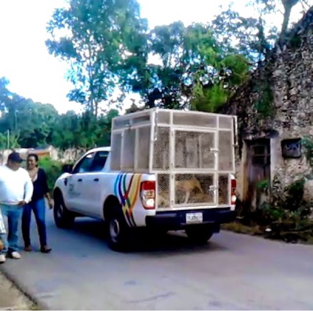 Alerta en una población cercana a Mérida por ataque de perro con rabia