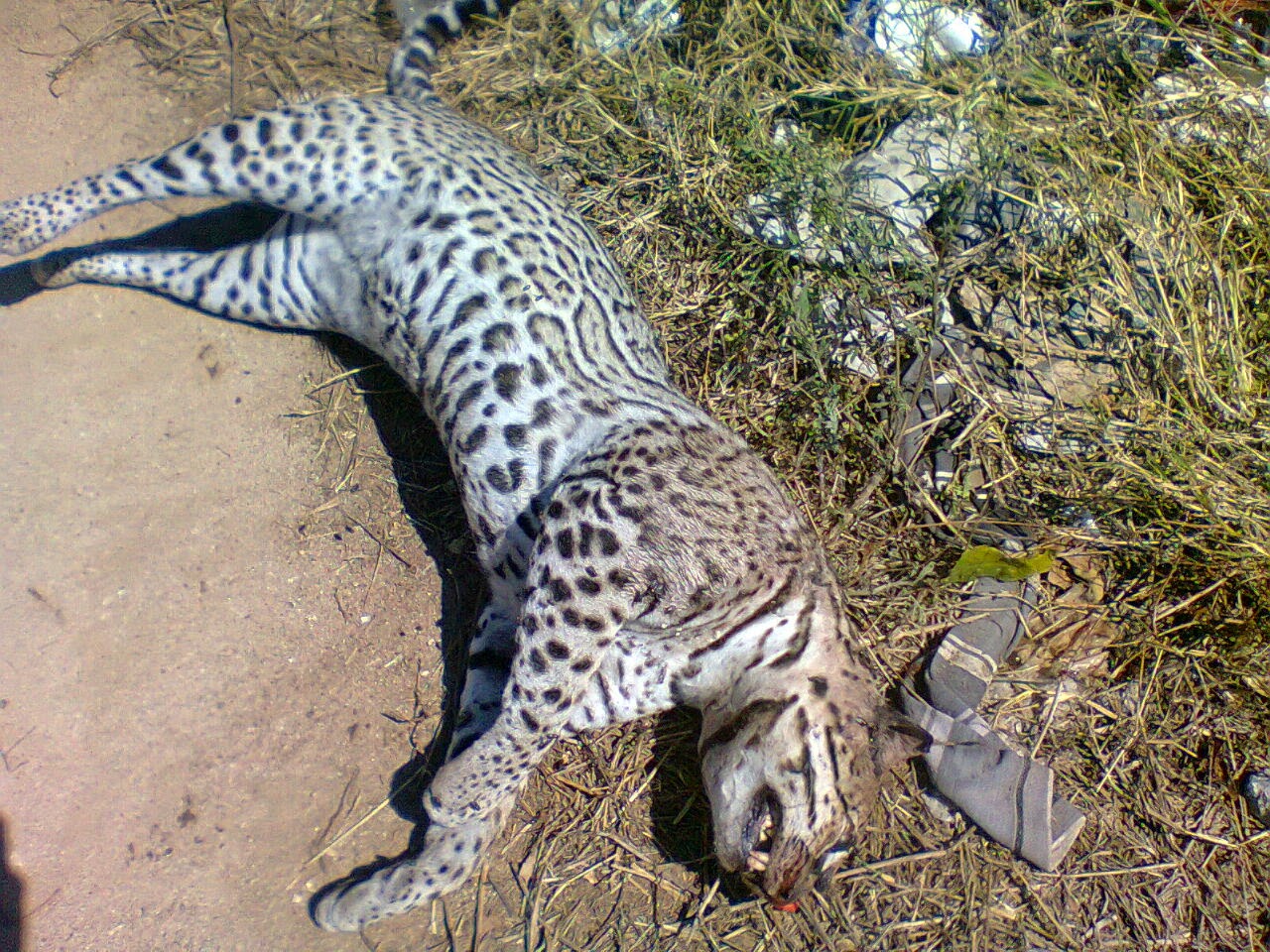 Cazan hermoso felino en peligro de extinción