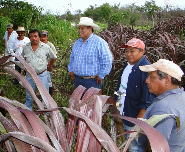 Protegerán la ganadería contra la intensa sequía