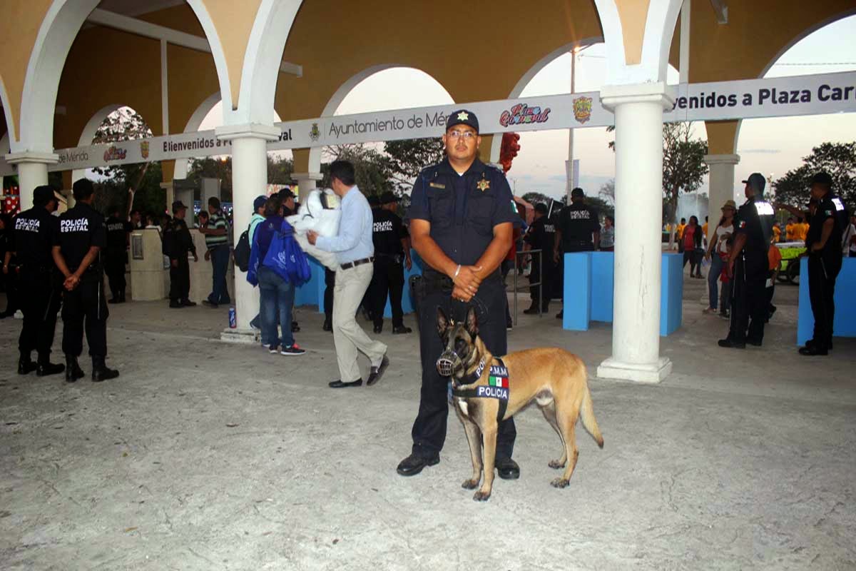 Policía canino le frustra el 'pasón' a joven 'hippie" en plena
PlazaGrande