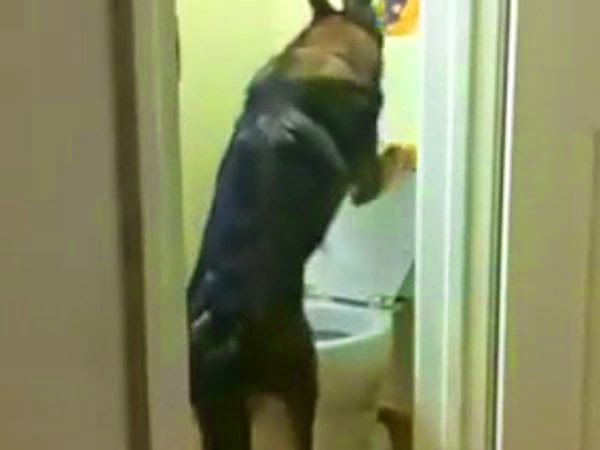 Video: Perro sabe orinar como humano en el inodoro