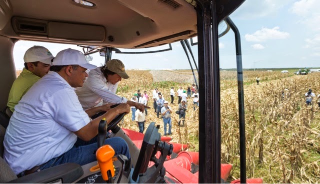 Productores yucatecos recibirán semilla de maíz certificada