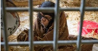 Ejecutan a una chimpancé que escapó de un zoológico