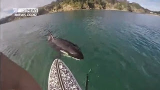 Video: Orca persigue a deportista y muerde su tabla de surf