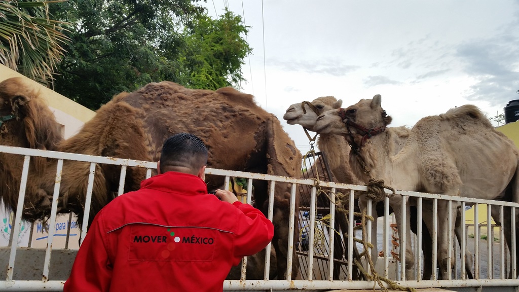 Rescatan animales que un circo abandonó en Mérida