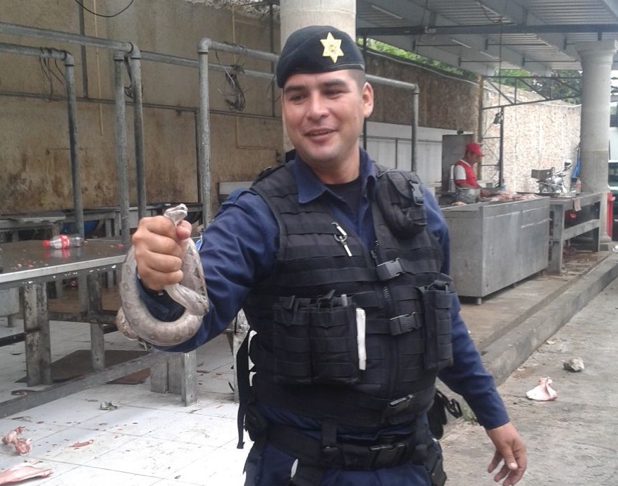 Tacos de serpiente: encuentran ratonera en una lonchería