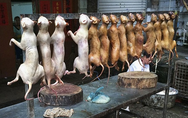 Piden que se cancele el Yulin, polémico festival donde se comen perros en China
