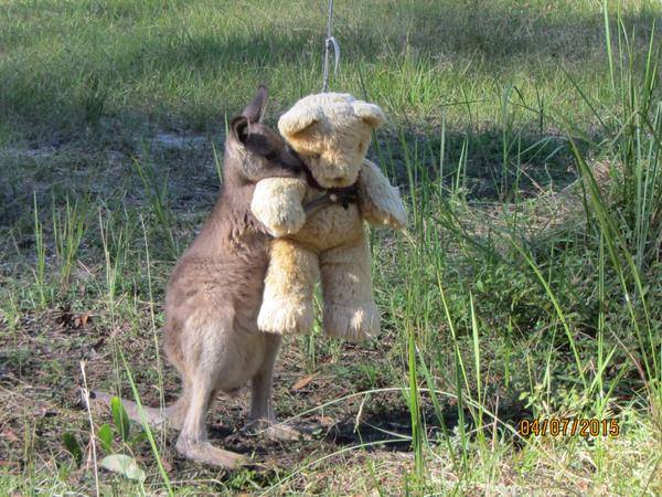 Foto de cangurito abrazando un peluche se vuelve viral