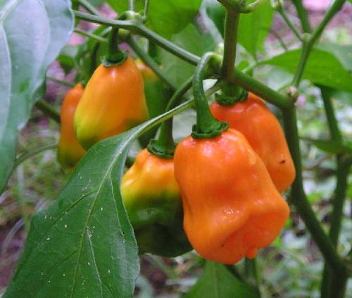 Comer picante te da longevidad y te evita el cáncer