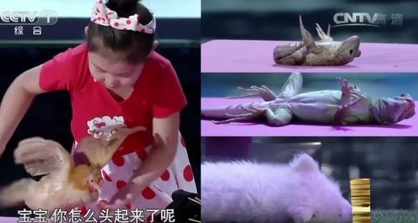 Video: Sorprende niña que hipnotiza a los animales