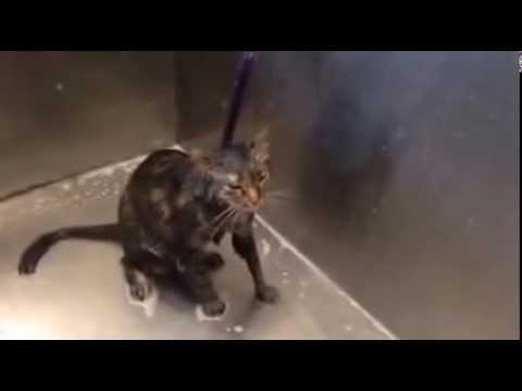 Video: Un gato habla para que ya no lo bañen más