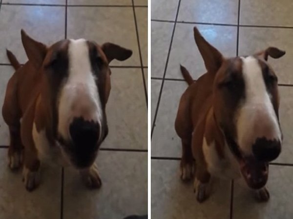 Video: Sorpréndete con perro que habla