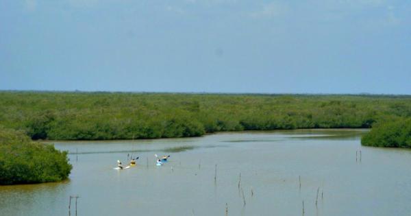 Turistas se extravían entre los manglares de Yucatán