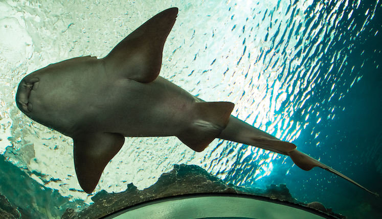 Tiburón ataca a un buzo en una playa de Yucatán