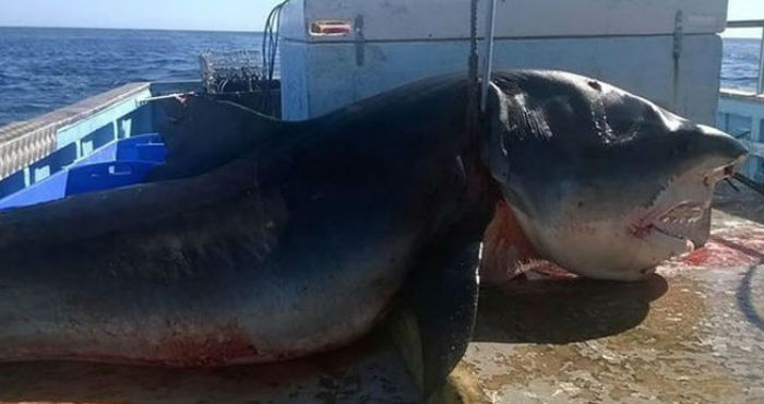 Capturan tiburón de seis metros en zona de surfistas