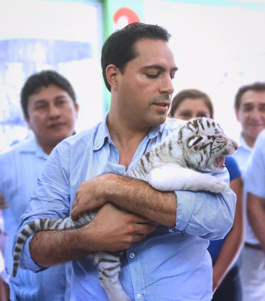 Nacen cuatro ejemplares de tigre blanco en El Centenario