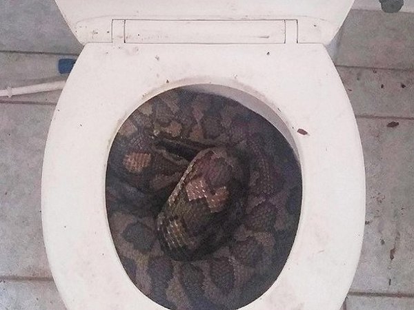 Fueron al baño y encontraron en el inodoro una serpiente pitón