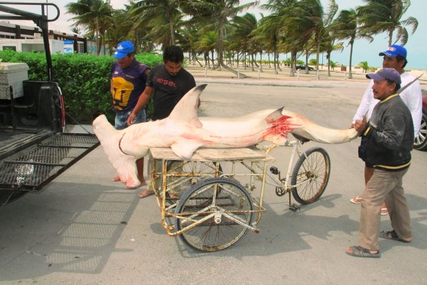 Tiburón hace huir despavoridos a los bañistas en una playa yucateca