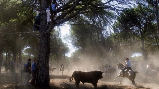 Protestaban contra las corridas y les soltaron un toro