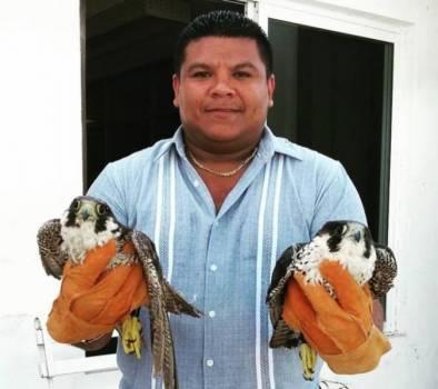 Capturan dos halcones peregrinos en el malecón de Progreso