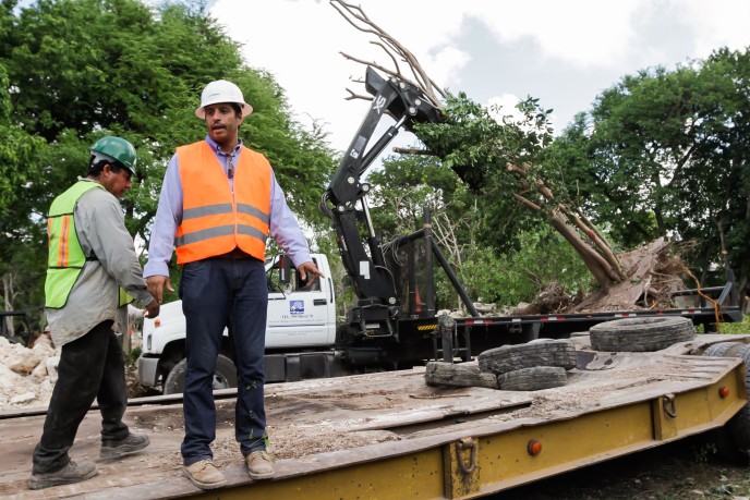 Inicia rescate de árboles donde se edificará nuevo Centro de Convenciones