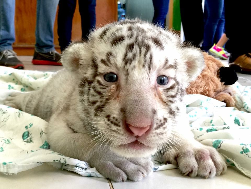 Ya tienen nombre los tigres blancos del Centenario