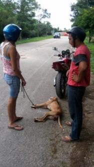 Yucateco arrastra un perro atado a su motocicleta