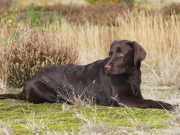 Perro le dispara a su dueña con una escopeta