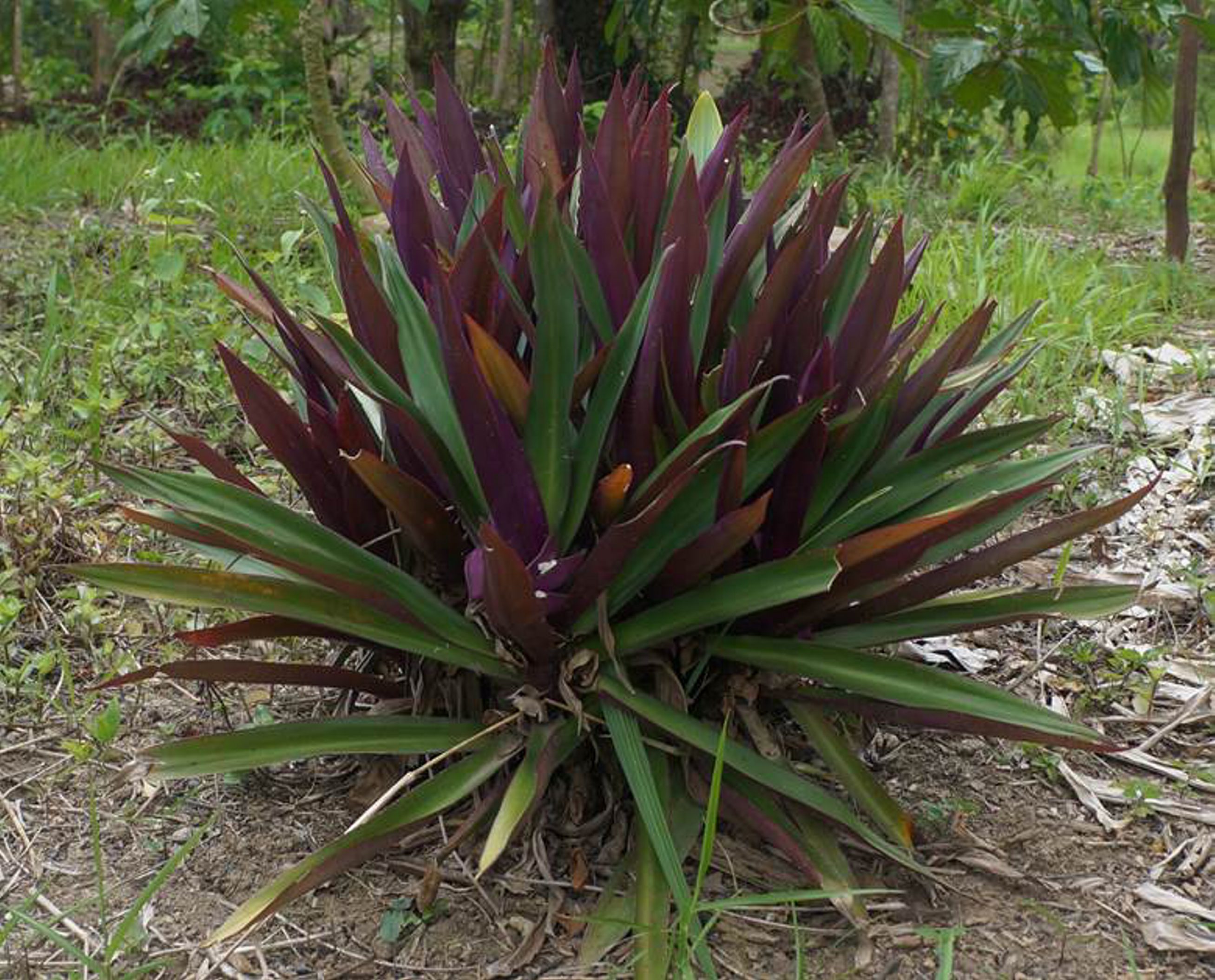 Yucatán proyecta banco de germoplasma de plantas medicinales mayas