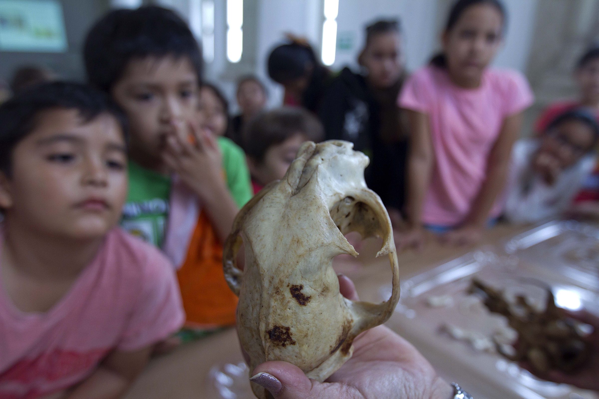 Los animales, los ángeles de la guarda para los mayas