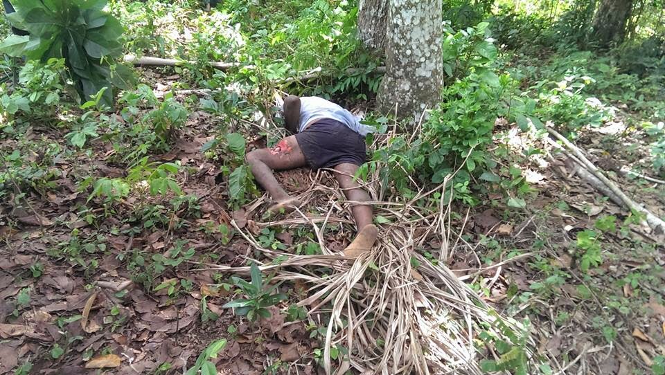 A los 77 años sube a podar un árbol, cae y se muere