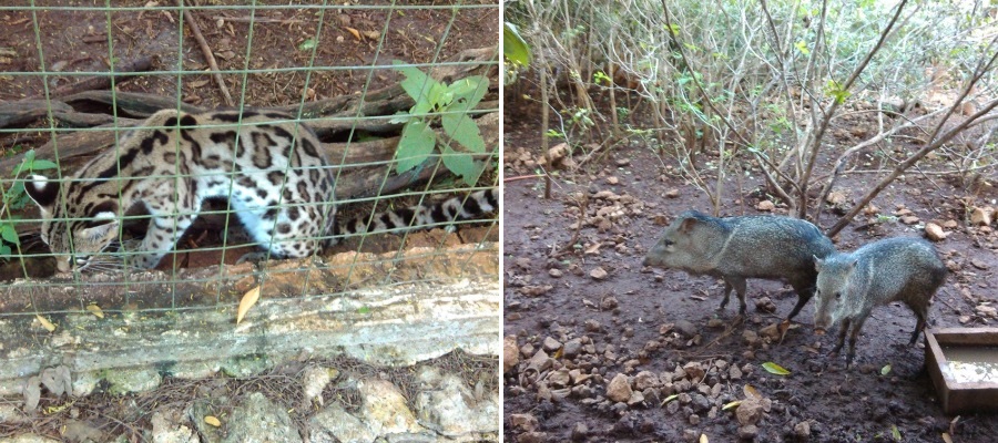 Aseguran tigrillos, pecaris y venados en Yucatán