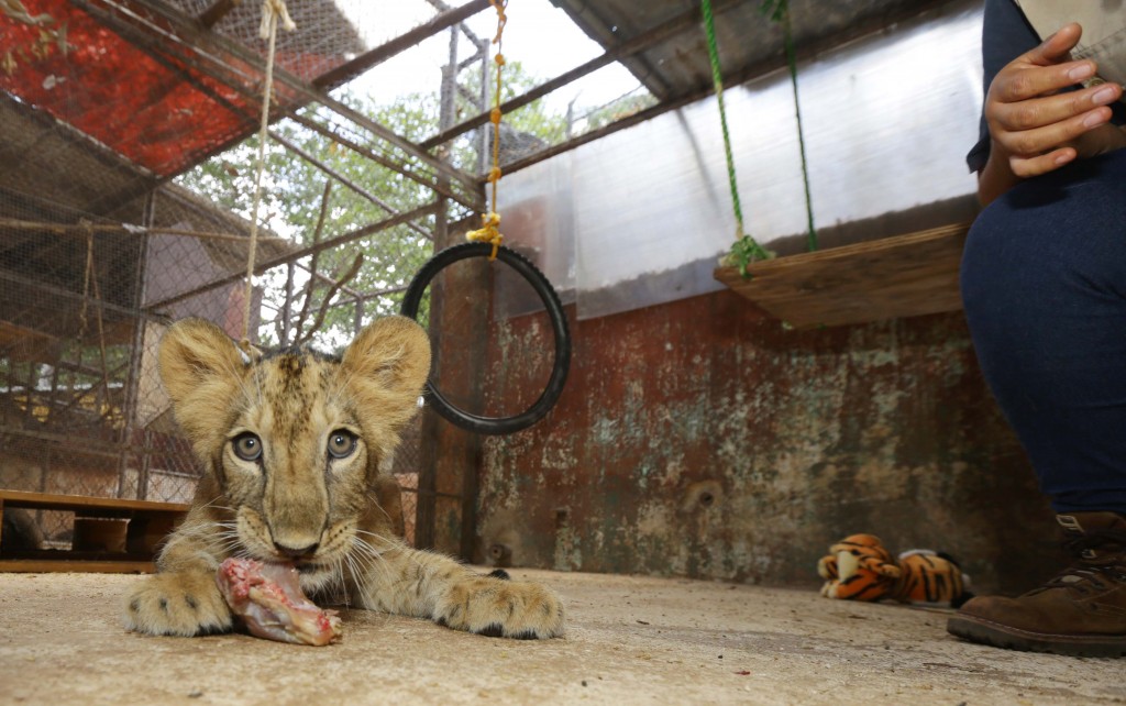 Vila hace ‘dzic’ a director del zoológico del Centenario en Mérida