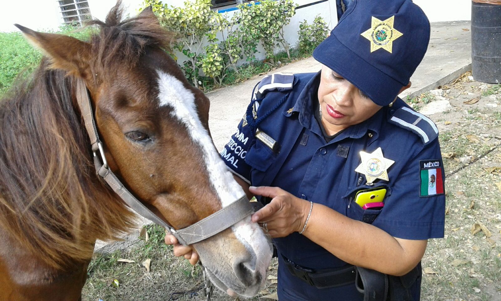 Nueva vida para un caballo tierrero maltratado