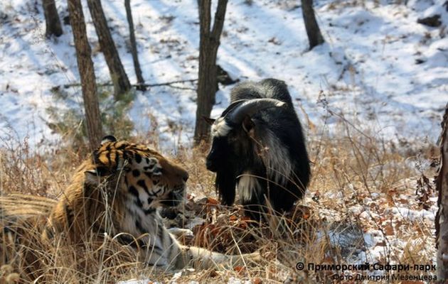 En vez de comerla, tigre se hace amigo de cabra que era su almuerzo