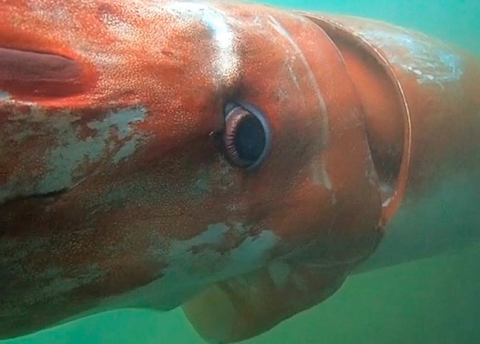 Video: Calamar gigante emerge en muelle de Japón