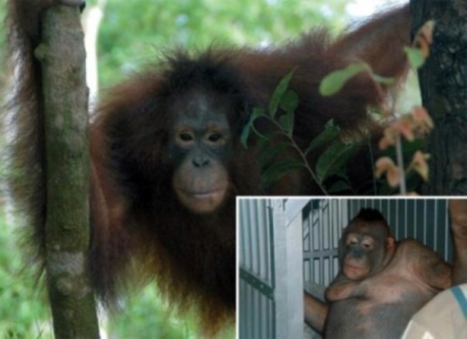 Bestias: Prostituían a una orangutana en un burdel