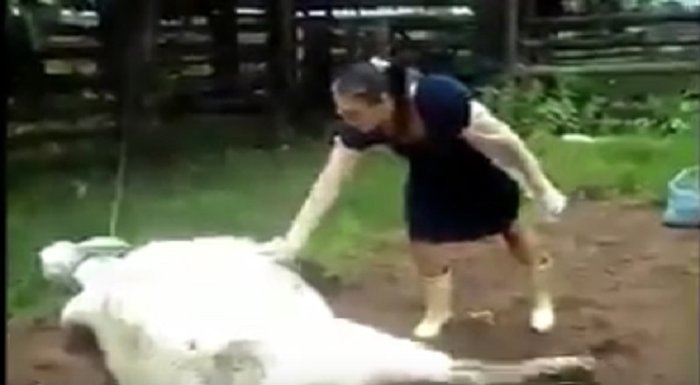 Video: Consuela a una vaca que parió y le ocurre algo inesperado