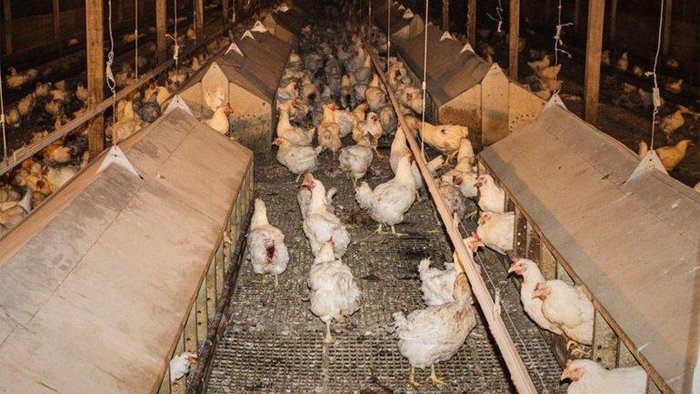 Gallinas condenadas a muerte se convirtieron en caníbales